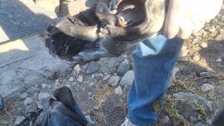 Մերձավանում տեղի ունեցած սպանության դեպքով ձերբակալվել է 1 անձ